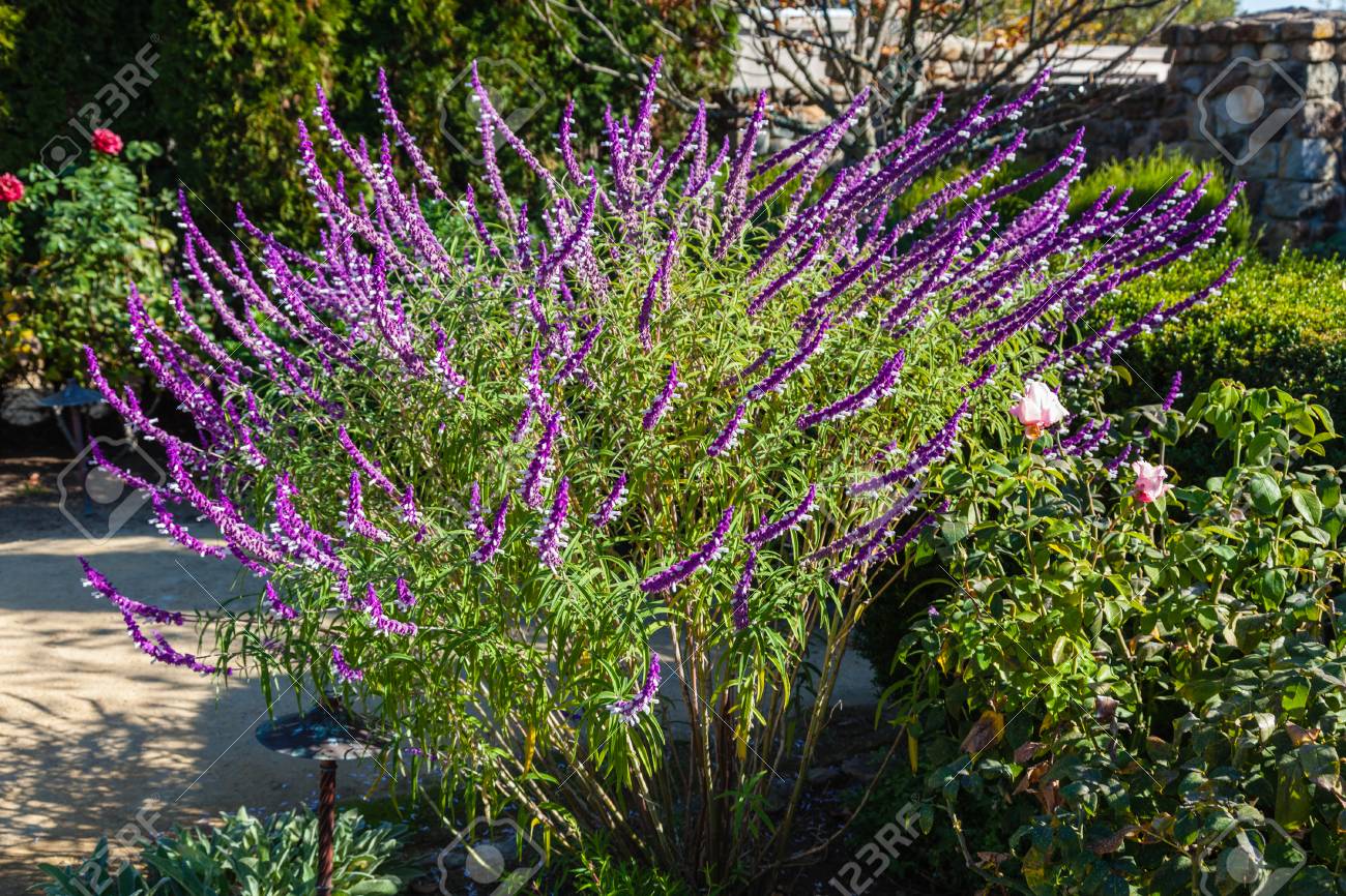 晴れた秋の日に庭で美しいラベンダー の写真素材 画像素材 Image