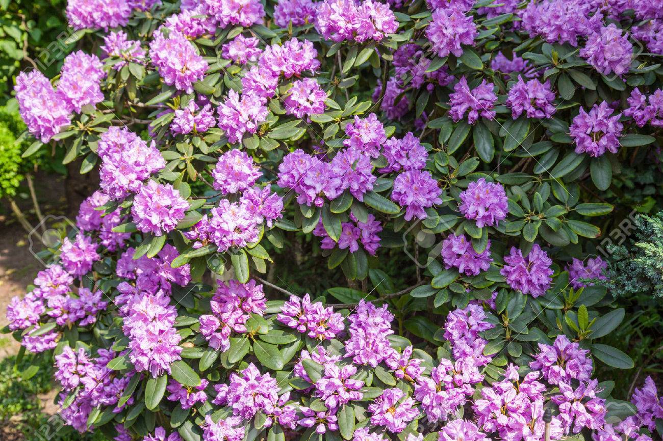 春にラベンダーの花を持つ魅力的な広葉樹の常緑低木 の写真素材 画像素材 Image
