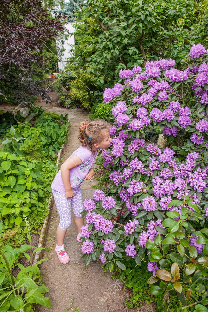 春のラベンダーの花との魅力的な広葉樹常緑低木 の写真素材 画像素材 Image