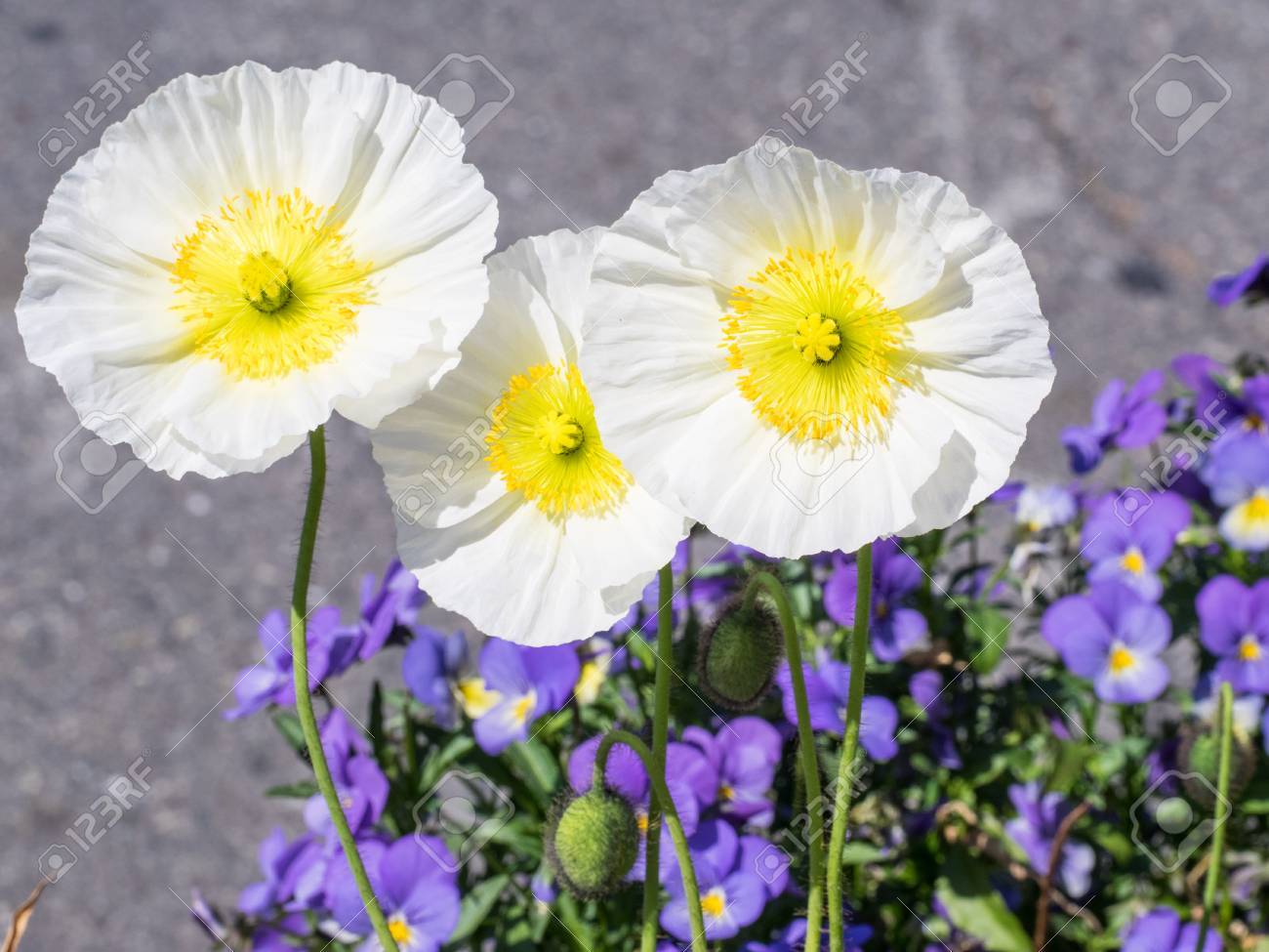 アルパイン ポピー ケシ Alpinum はイエロー ハートと白い花と羽状の広葉樹の葉です の写真素材 画像素材 Image 4914