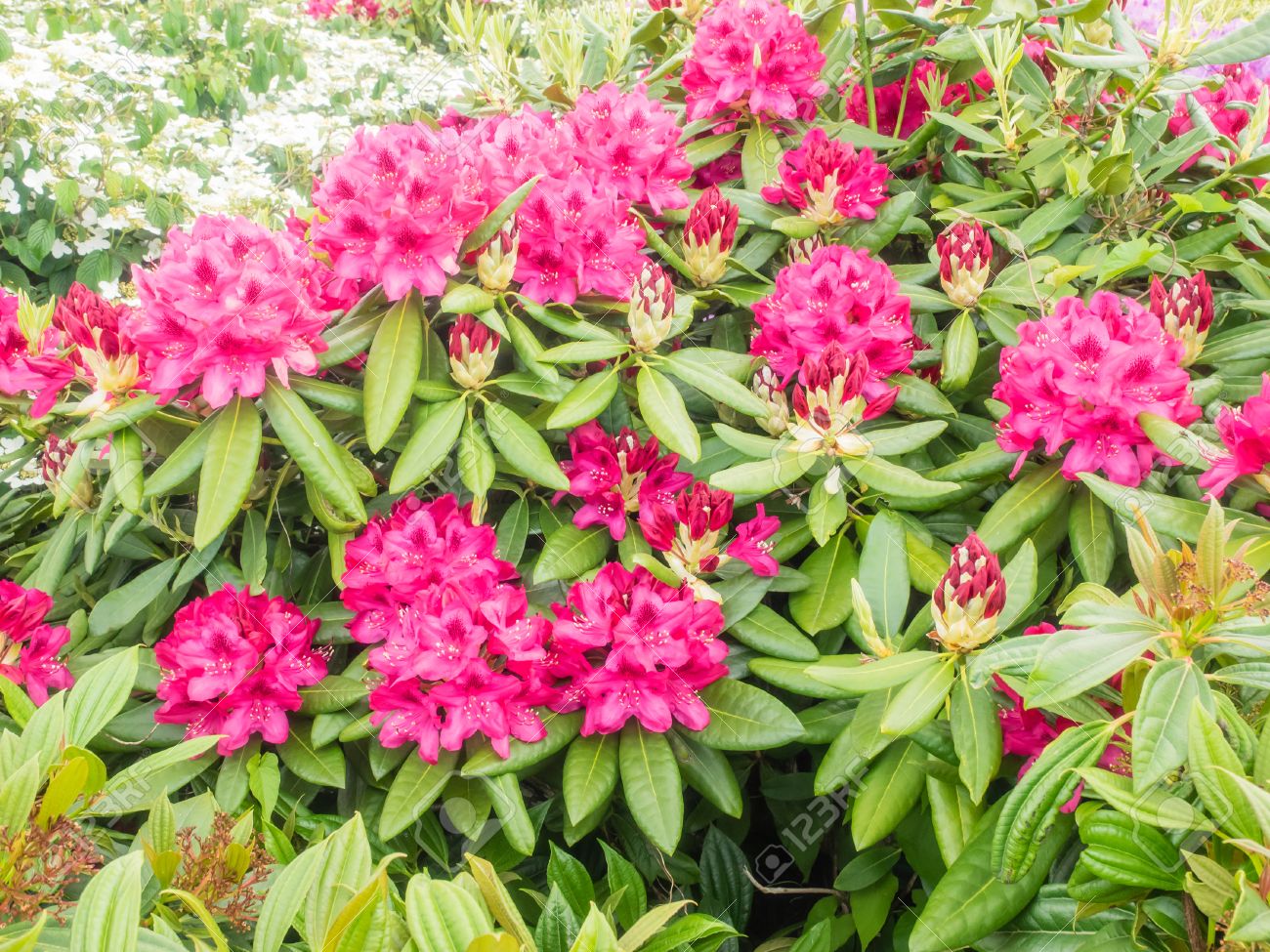 Immagini Stock Rhododendron Arboreum E Un Arbusto Sempreverde O Piccolo Albero Con Una Vistosa Ostentazione Dei Fiori Rossi Luminosi Image 30348174