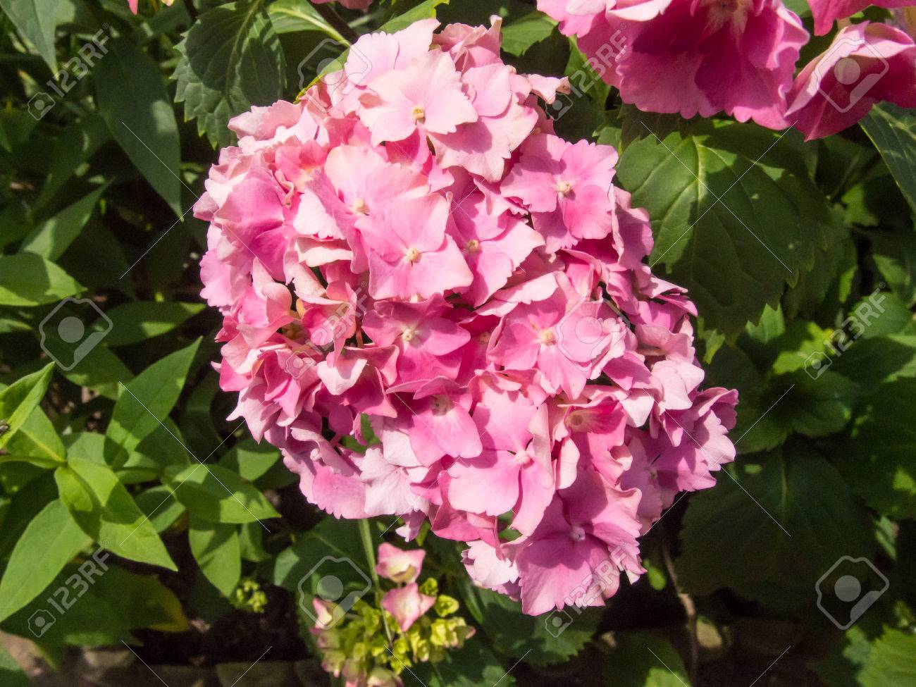 ビッグリーフあじさい アジサイ 家族アジサイ科 中国と日本原産の草花の種であります の写真素材 画像素材 Image