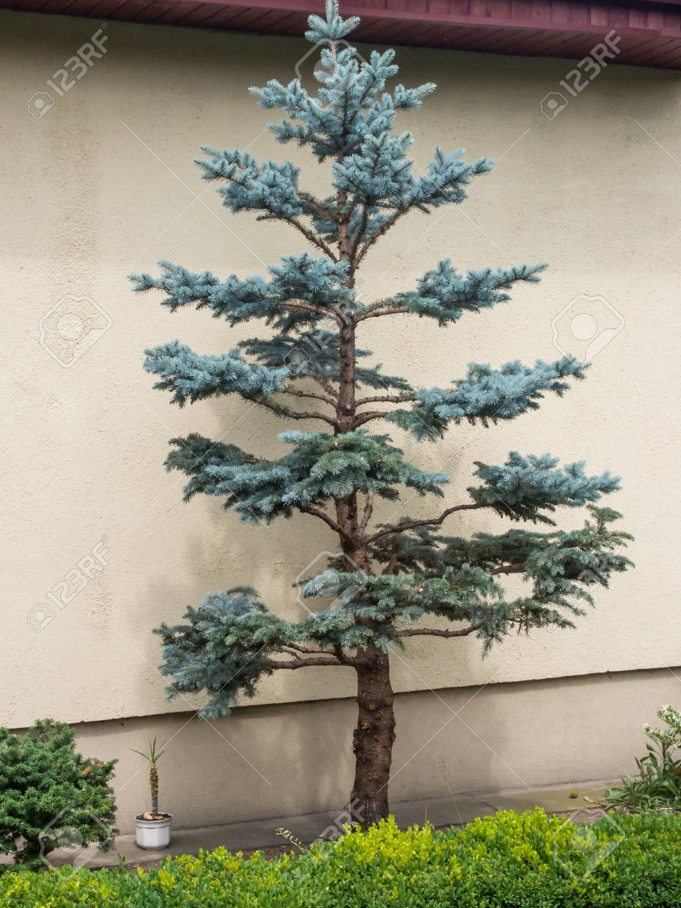 Picea pungens Blue Spruce Trees