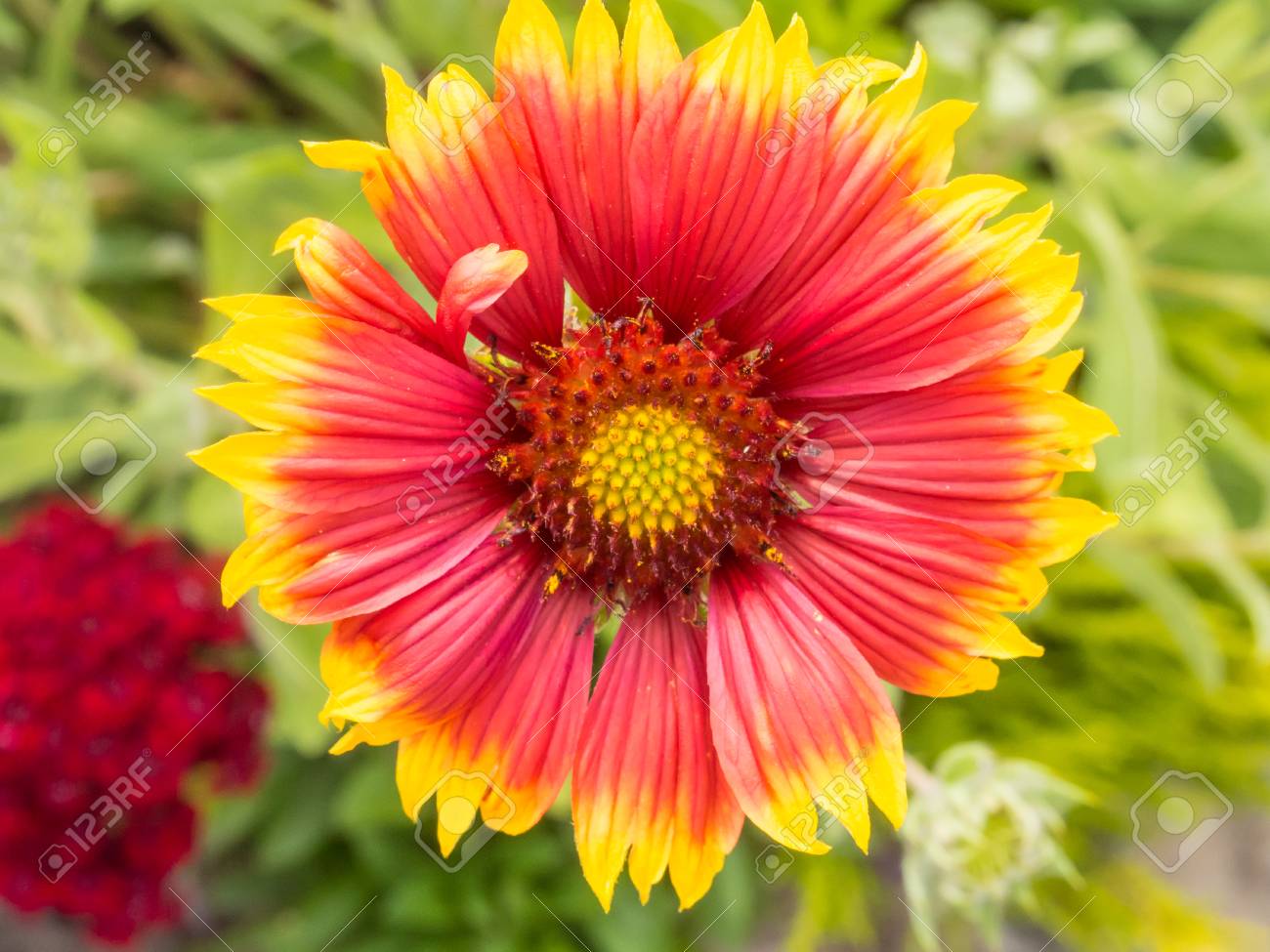 テンニンギク 毛布の花はキク科の植物の属です の写真素材 画像素材 Image