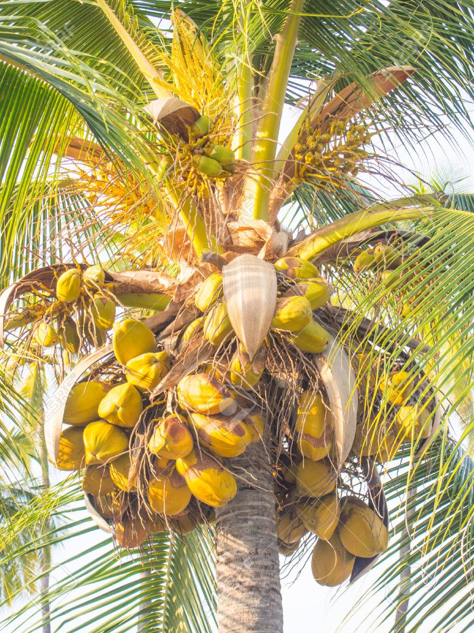 Große Cocos