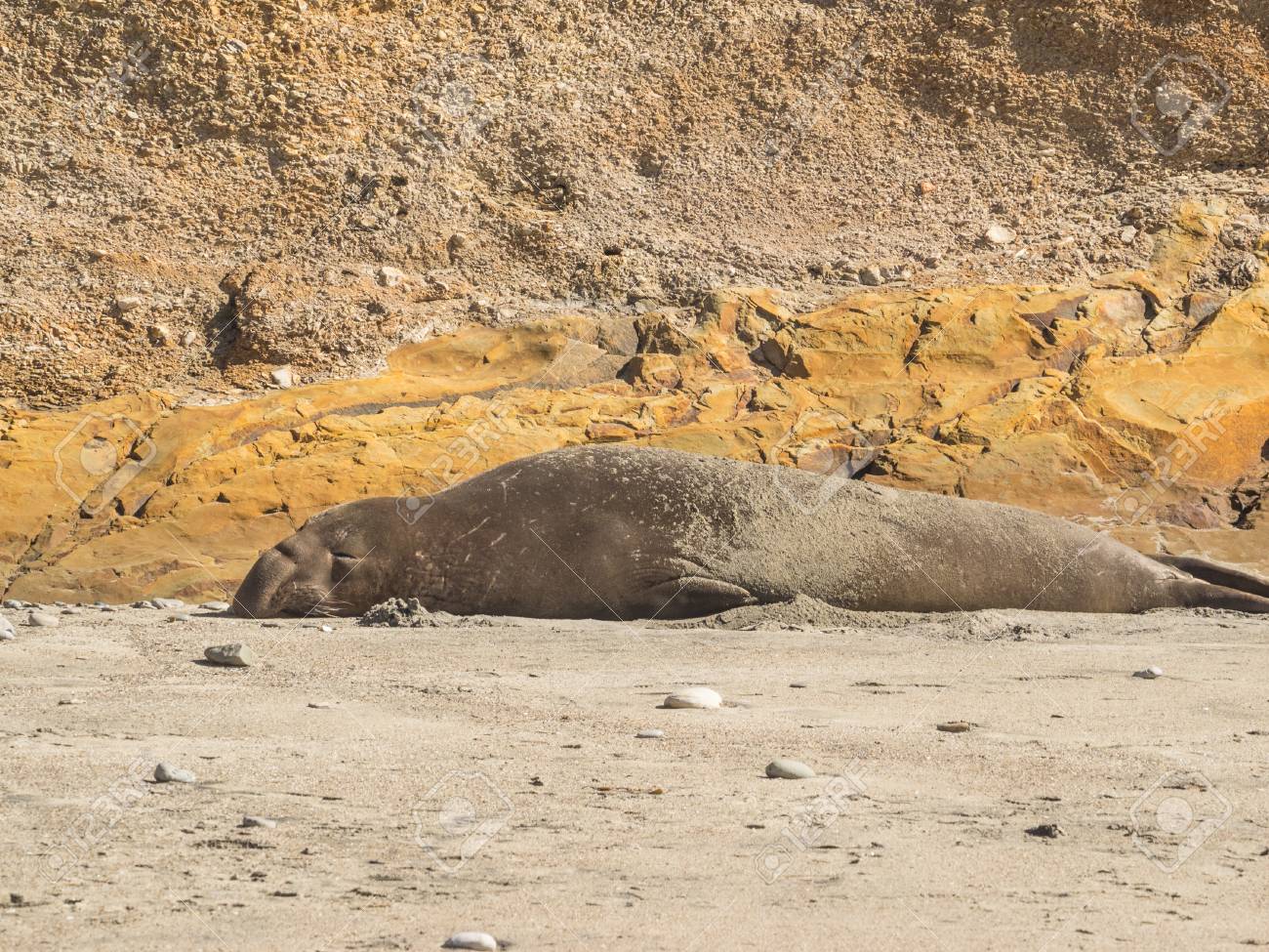 Elefante Marino Del Norte Mirounga Angustirostris Es Una De Las