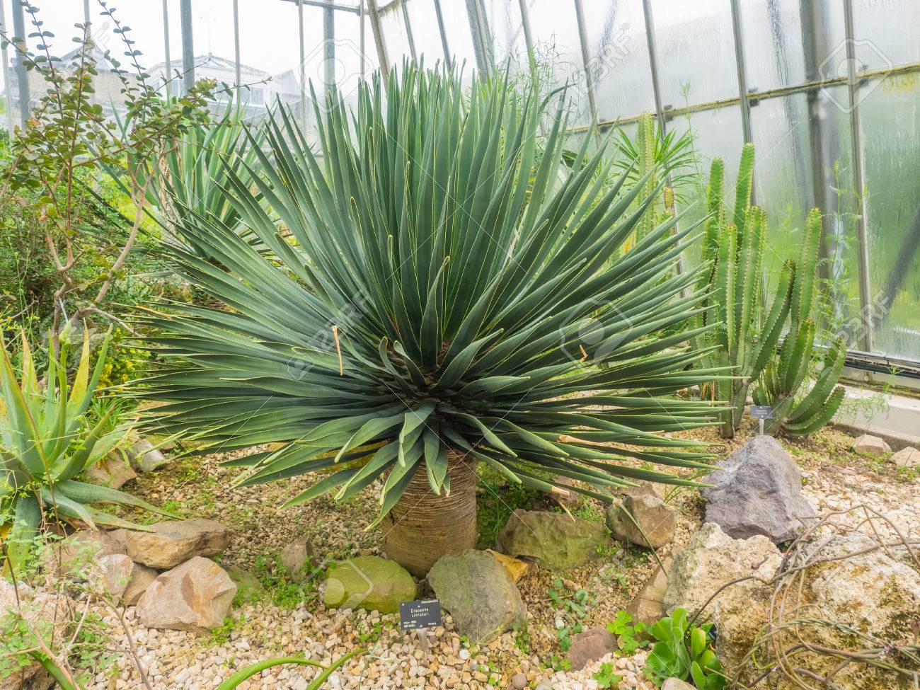 Dragon Blood Tree Dracaena Cinnabari Is A Dragon Tree Native To The Socotra Archipelago Stock Photo Picture And Royalty Free Image Image