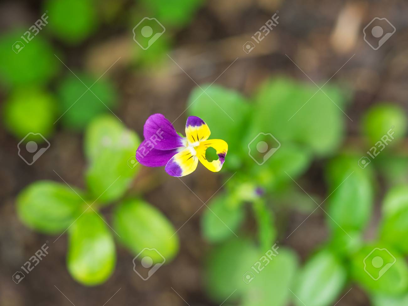 La Pensée Sauvage Viola Tricolor Est Une Fleur Sauvage Commune Européenne Se Développant Comme Une Plante Vivace Annuelle Ou éphémère