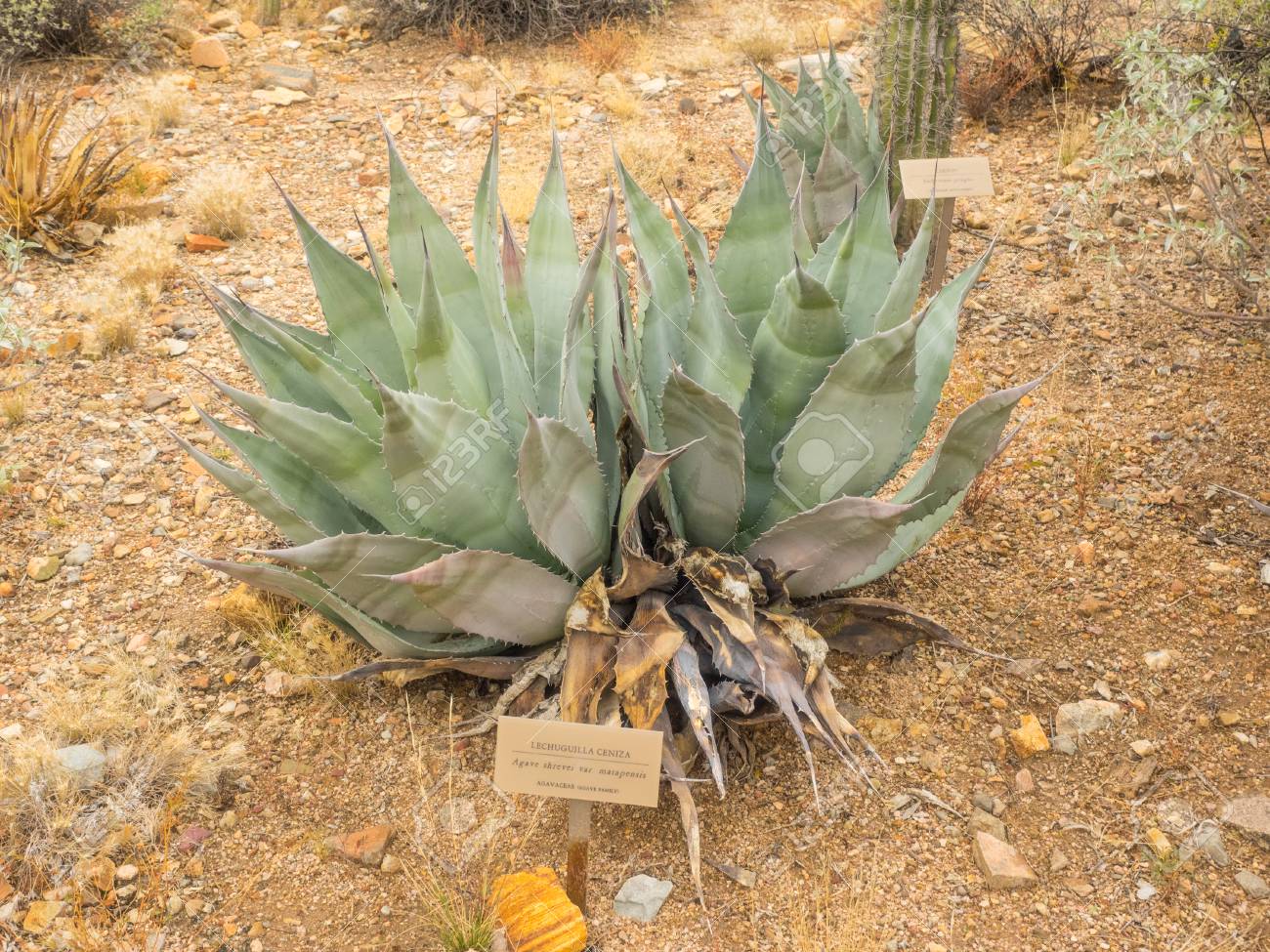 アガベ Shrevei Matapensis 家族別 シエラマドレオクシデンタルでメキシコの先住民族のメンバーであります の写真素材 画像素材 Image
