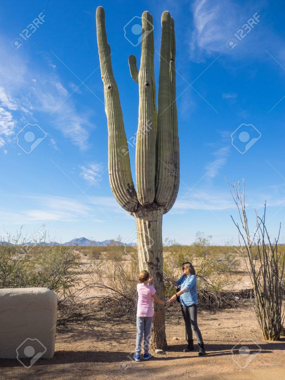 サワロ Carnegiea 子実 単型属 Carnegiea は 以上の 70 フィート 21 の M の高さに達することがで樹枝状 木のような サボテンの種であります の写真素材 画像素材 Image