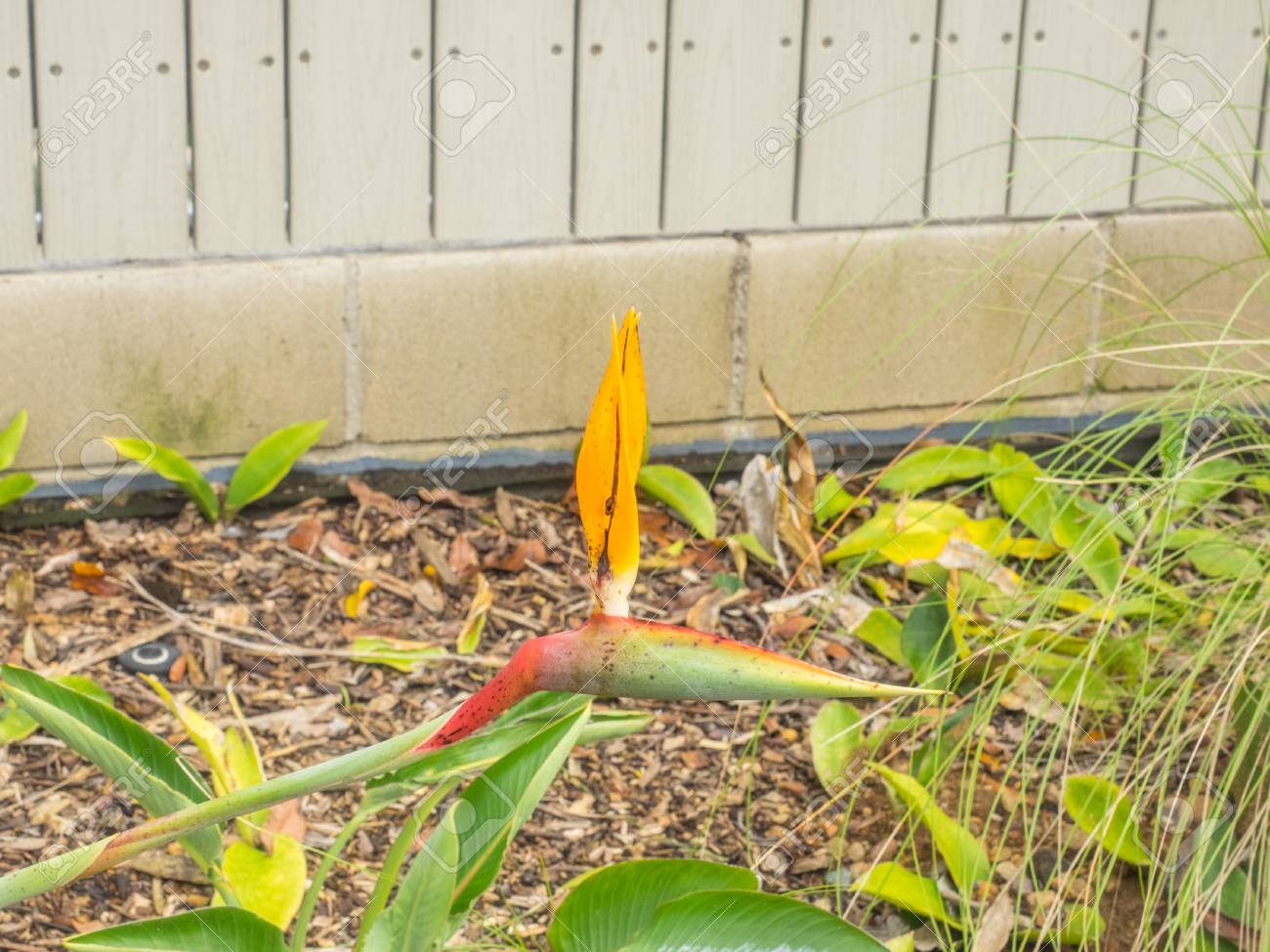 Loiseau De Paradis Strelitzia Reginae Est Une Plante à Fleurs Monocotylédone Indigène Dafrique Du Sud