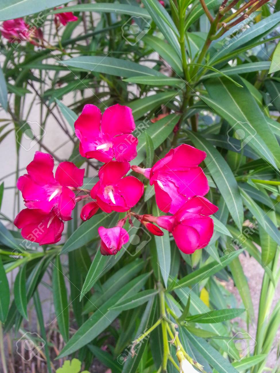 キョウチクトウ 夾竹桃 常緑の低木または付いているバシクルモン家族キョウチクトウ科のすべての部分は有害で小さな木です の写真素材 画像素材 Image キョウチクトウ 夾竹桃 常緑の低木または付いているバシクルモン家族キョウチクトウ科のすべての部分は有害で小さな木です の写真素材 画像素材 Image