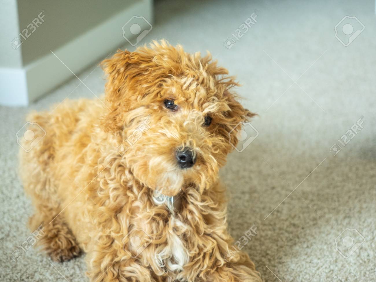 labradoodle and cocker spaniel