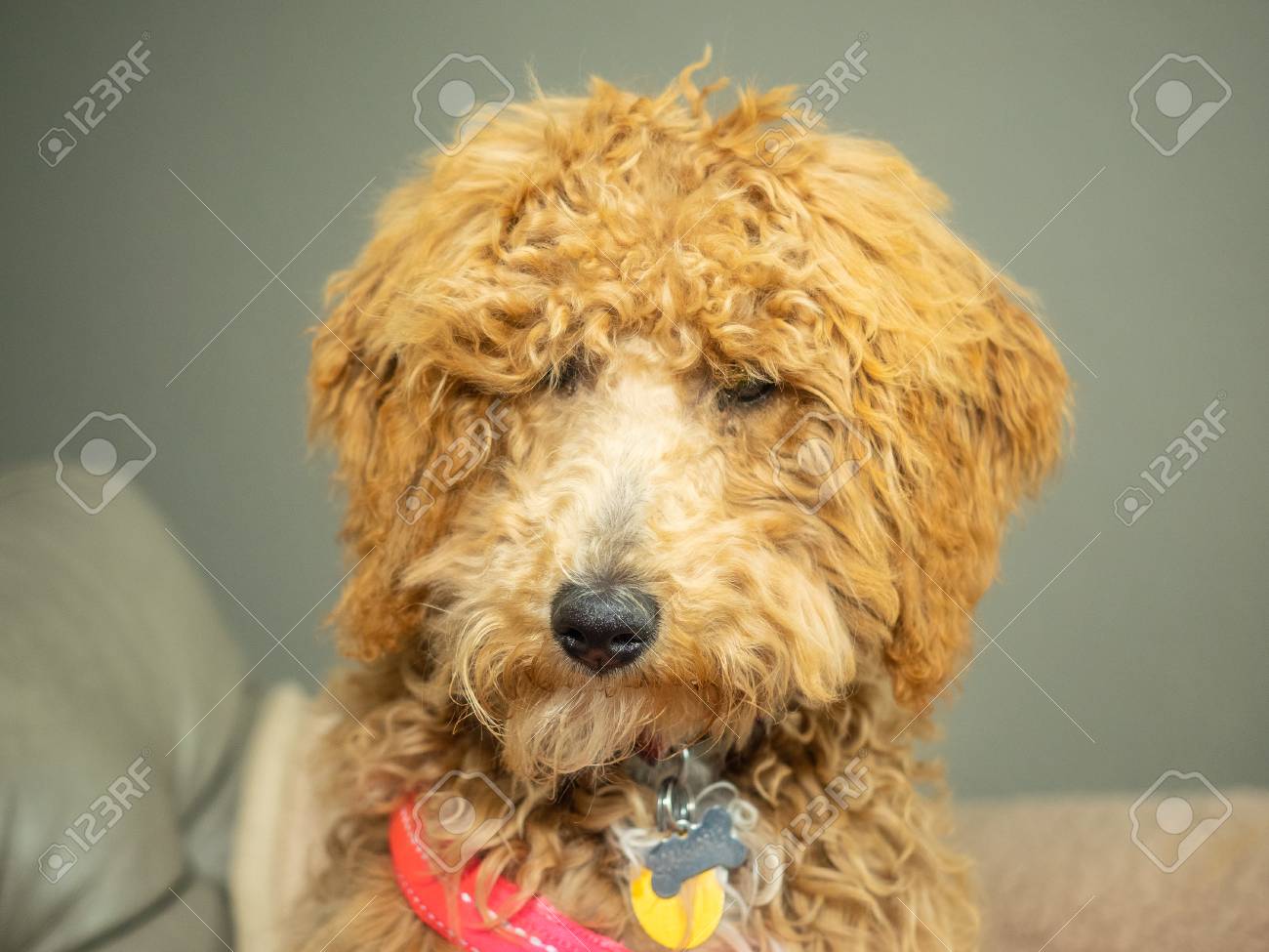 labradoodle and cocker spaniel