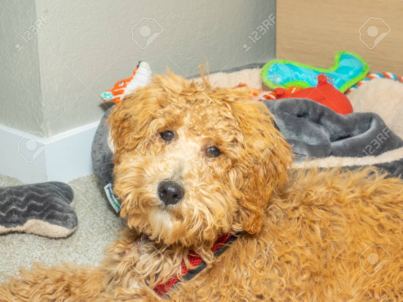 labradoodle and cocker spaniel