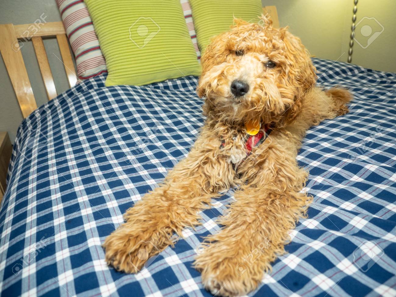 labradoodle and cocker spaniel