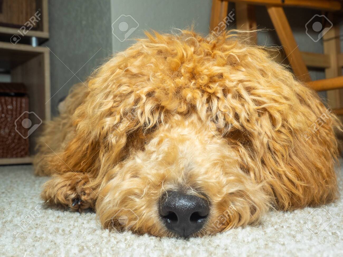 poodle labrador retriever mix