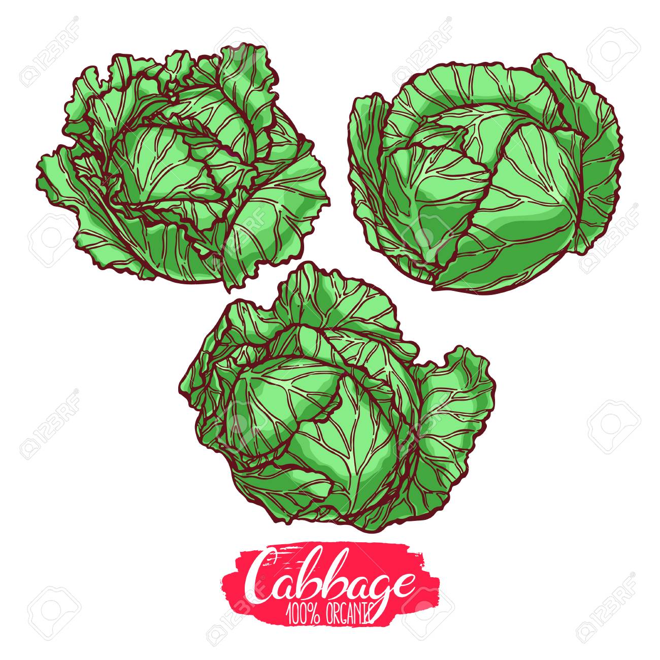 3 つの異なるキャベツのかわいいセットです 手描きイラスト のイラスト素材 ベクタ Image