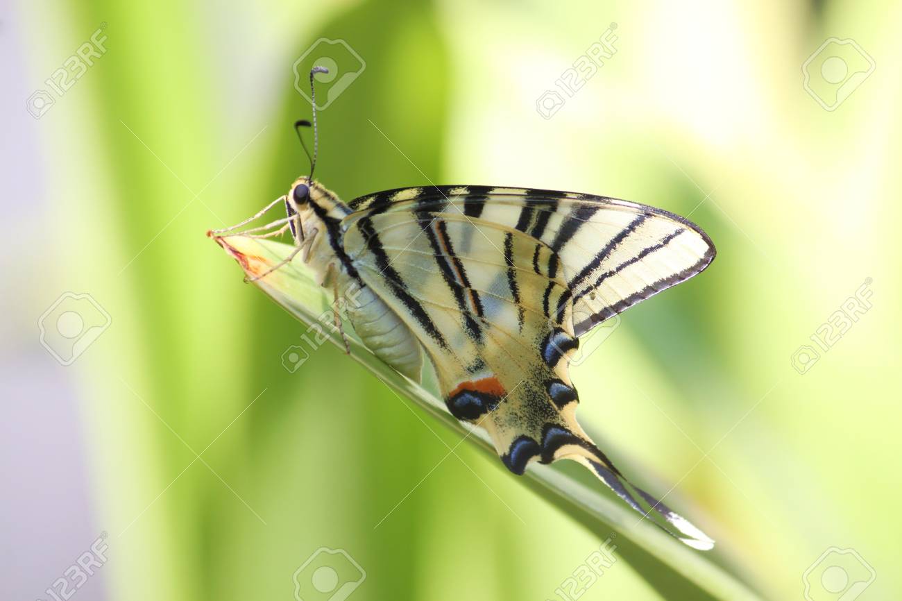 etiam-dictum-ipsum-a-felis