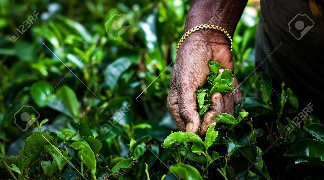 Tea picker woman's hands - close up - 37806676 Tea picker woman's hands - close up - 37806676
