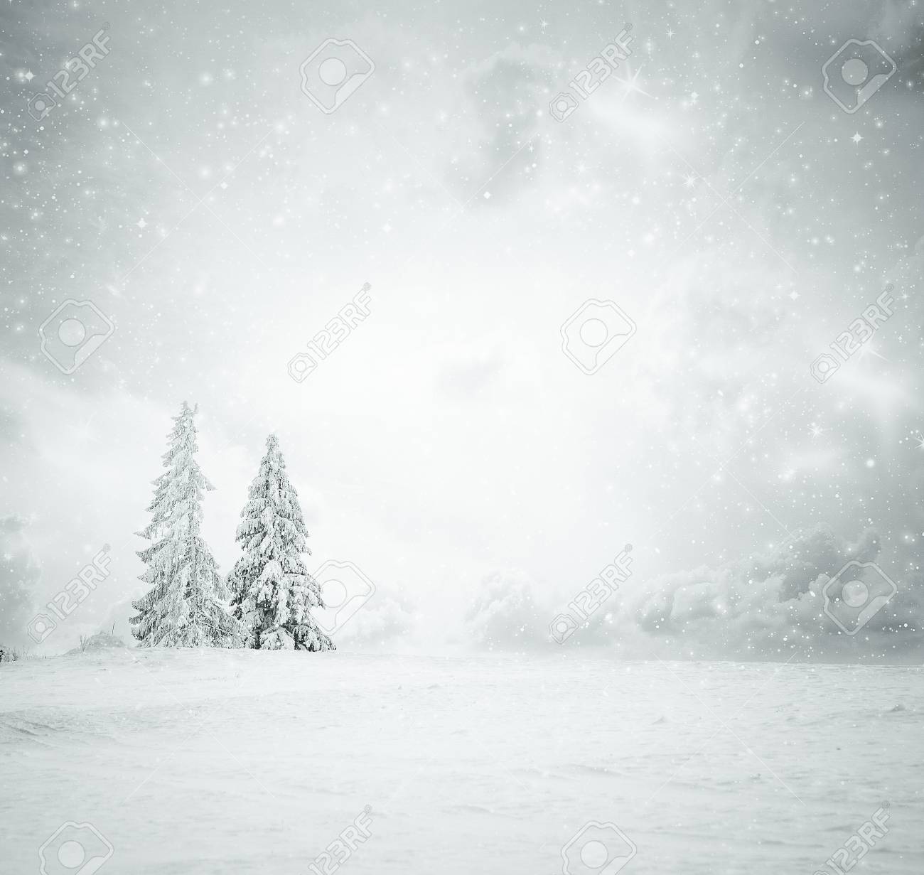 Winter Wonderland Christmas Background With Snowy Fir Trees Stock Photo Picture And Royalty Free Image Image Winter Wonderland Christmas Background With Snowy Fir Trees Stock Photo Picture And Royalty Free Image Image