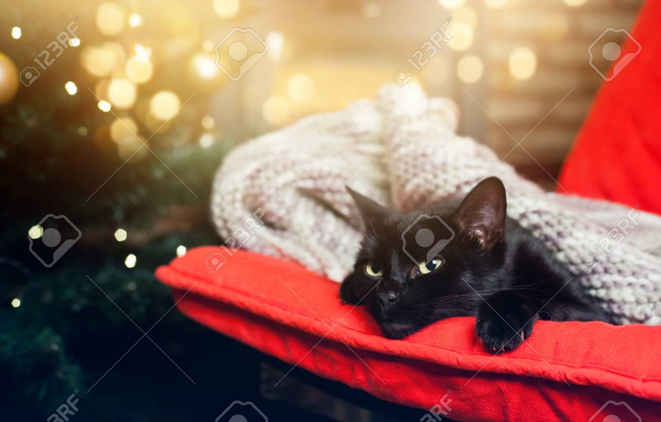 赤い椅子 クリスマスツリー 背景の暖炉で燃える火の上で眠っているかわいい黒猫 Hyggeコンセプト の写真素材 画像素材 Image