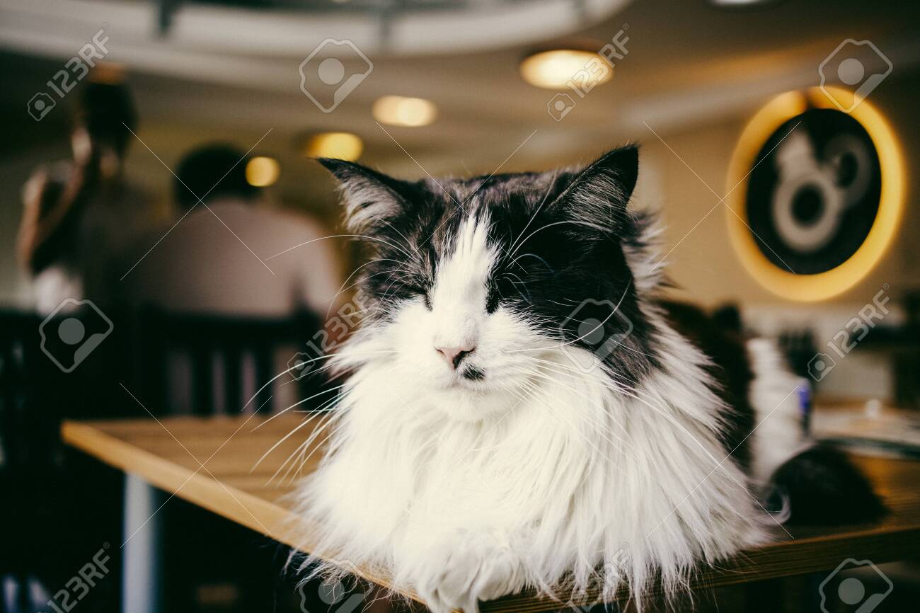 etiam-dictum-ipsum-a-felis