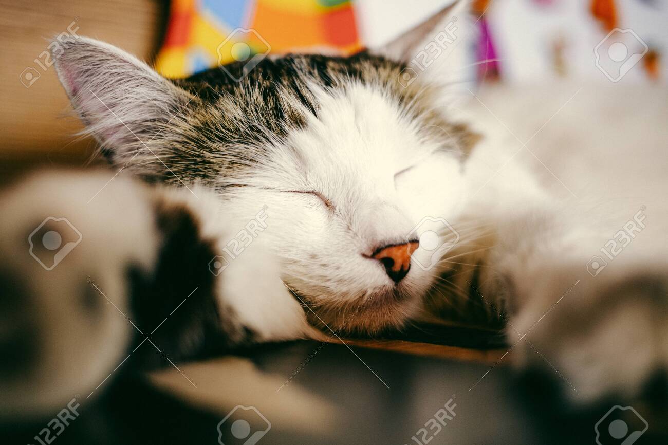 etiam-dictum-ipsum-a-felis