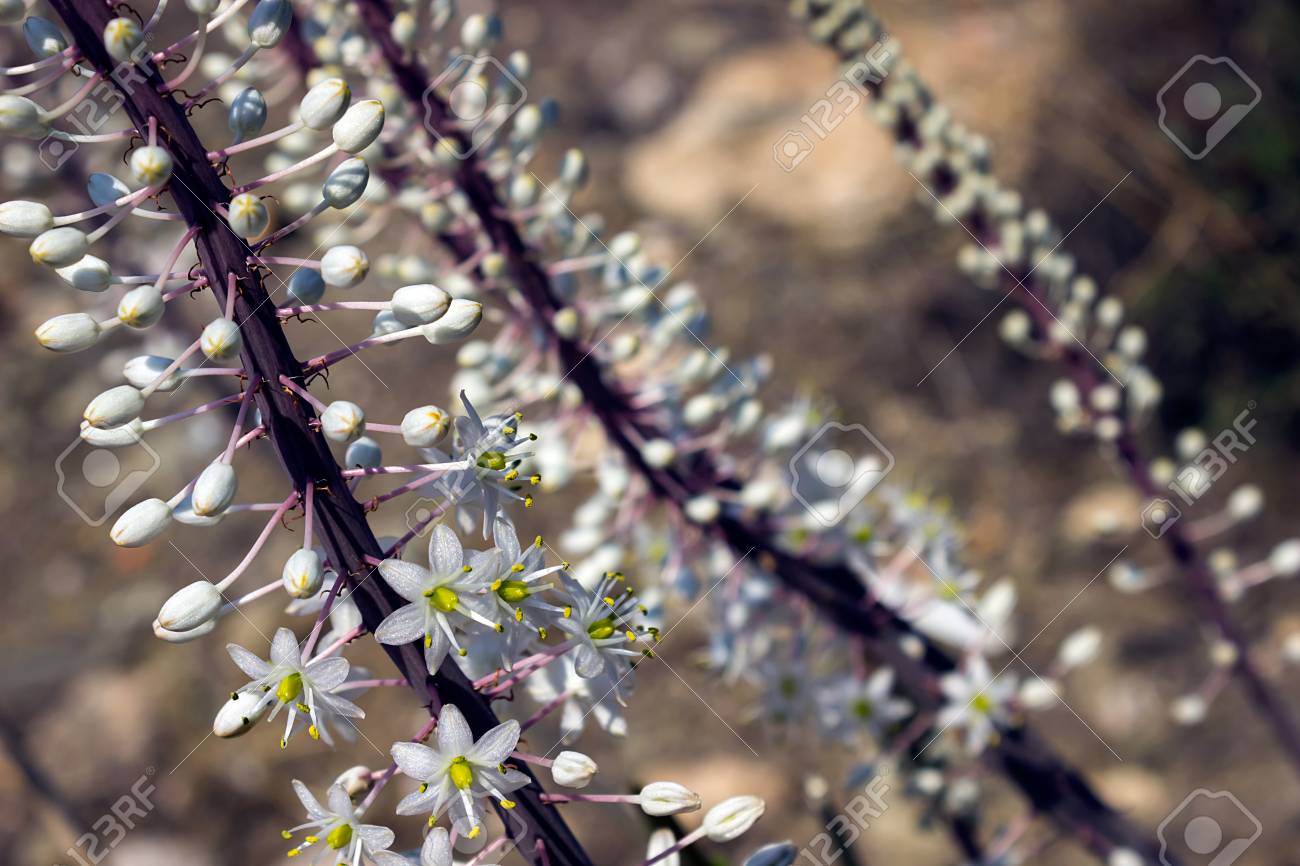 Drimia エスタシオン 珍しい花 クローズ アップ 紫色の茎に銀色の白い花 の写真素材 画像素材 Image Drimia エスタシオン 珍しい花 クローズ アップ 紫色の茎に銀色の白い花 の写真素材 画像素材 Image