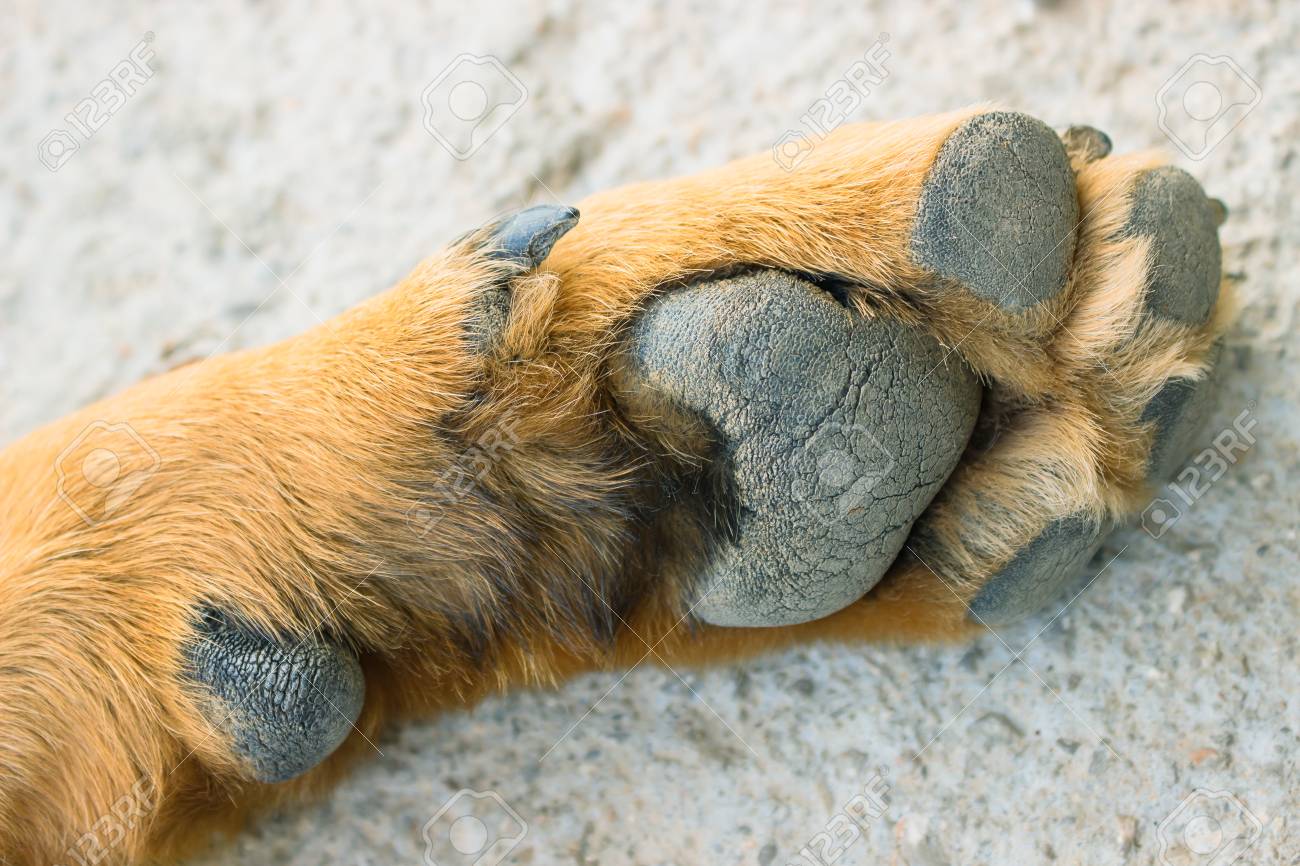 Paws Of A Large Dog Resting On The Ground The Dog A Symbol Of The New 2018 Stock Photo Picture And Royalty Free Image Image 78523195