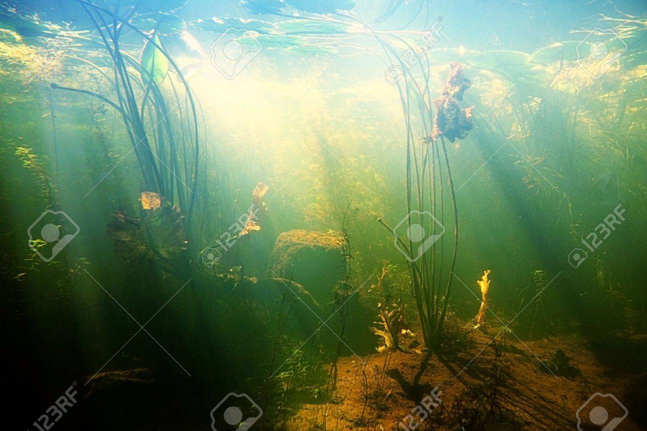 Beautiful Underwater view of a pond in summer - 11981111 Beautiful Underwater view of a pond in summer - 11981111