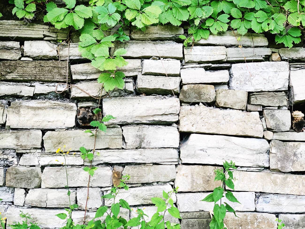 Closeup Of White Brick Wall With Plants Brick Background Stock Photo Picture And Royalty Free Image Image Closeup Of White Brick Wall With Plants Brick Background Stock Photo Picture And Royalty Free Image Image