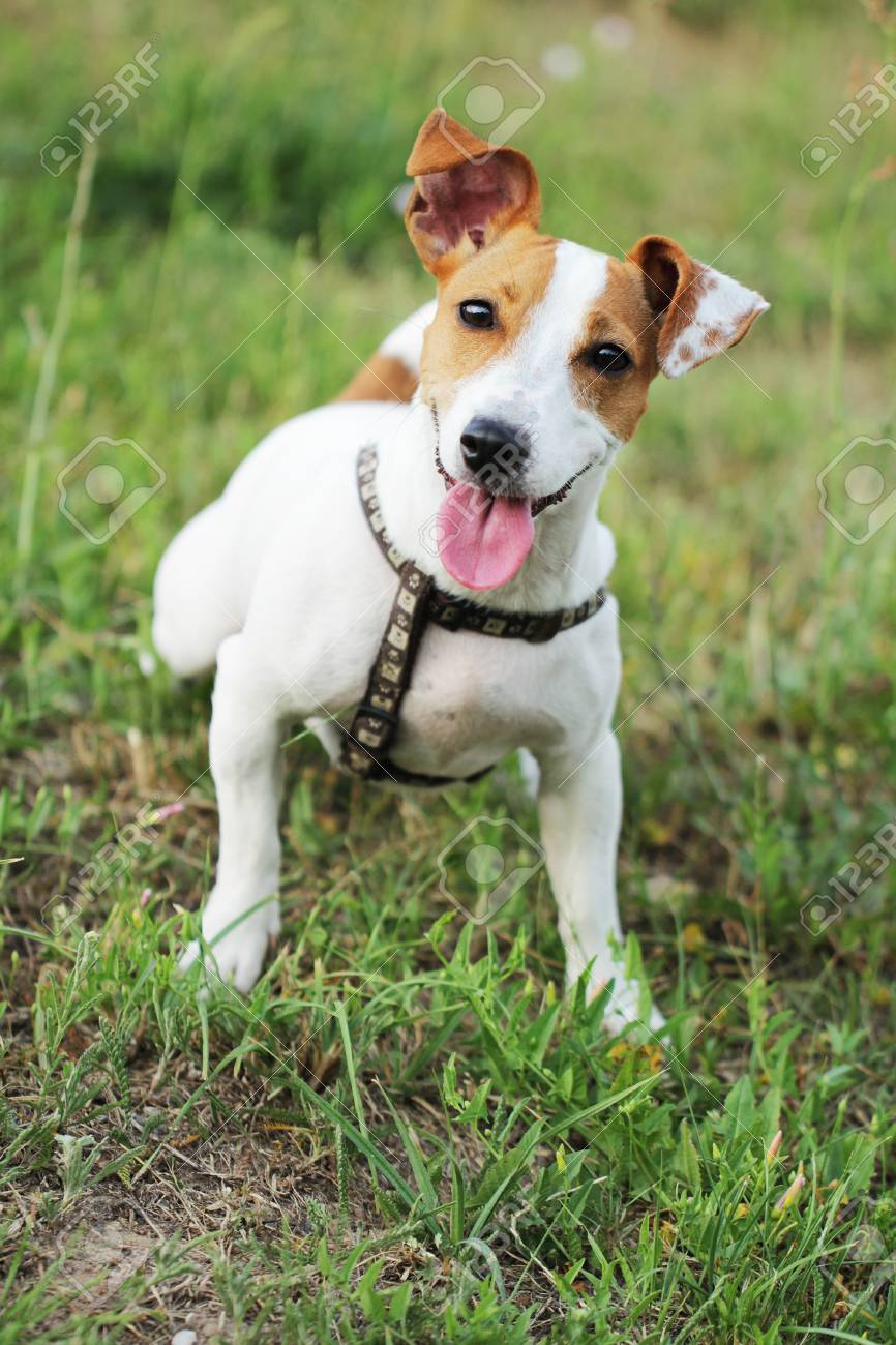 ジャック ラッセル テリア美しい小さなかわいい若い犬 の写真素材 画像素材 Image