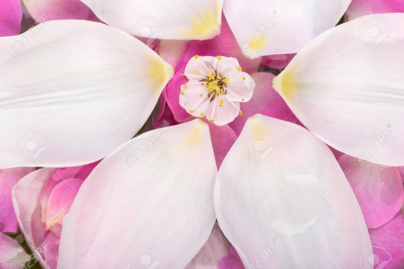 自然 調和 背景の概念 チューリップやバラから落ちた花びらが数多くあり 大きな花と白い花が桜の小さな花を囲んでいます の写真素材 画像素材 Image