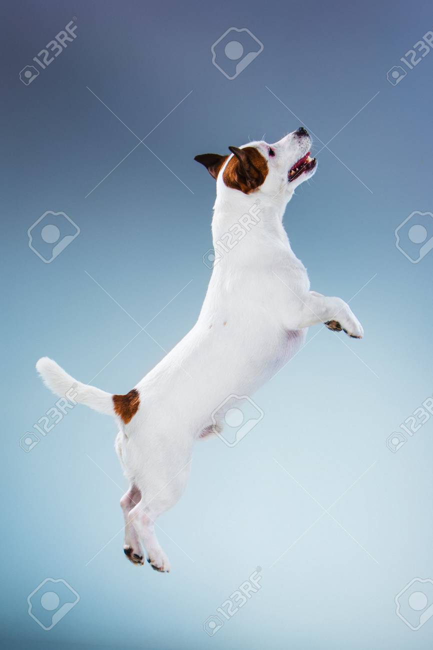 hornings farm puppies for sale