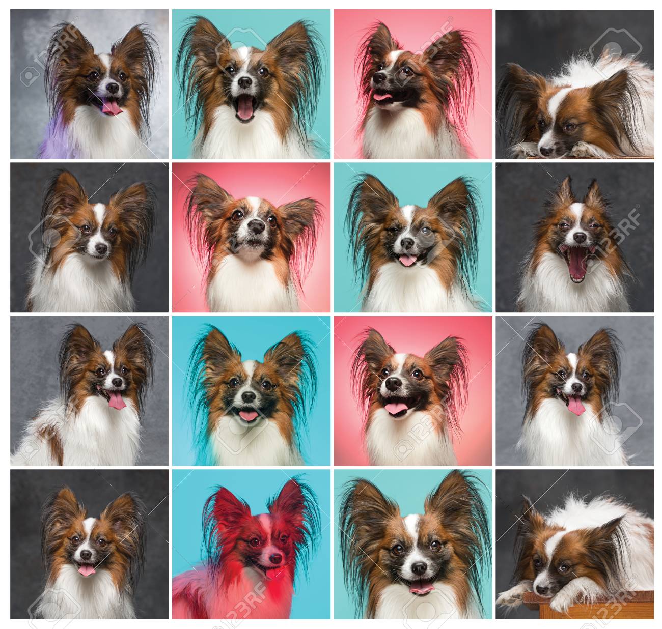 Studio Portrait D Un Petit Chiot En Bebes Papillon Banque D Images Et Photos Libres De Droits Image