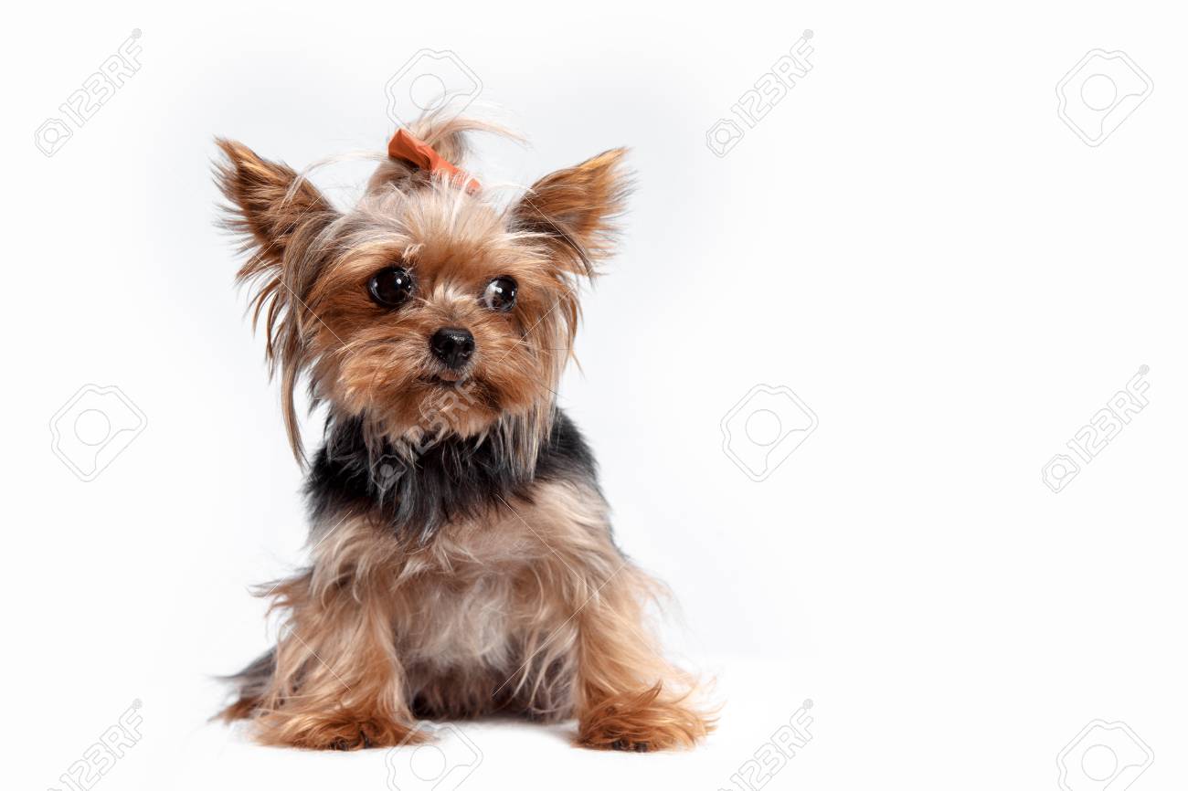 Yorkshire Terrier Mini A Head Shot Against A White Studio Stock
