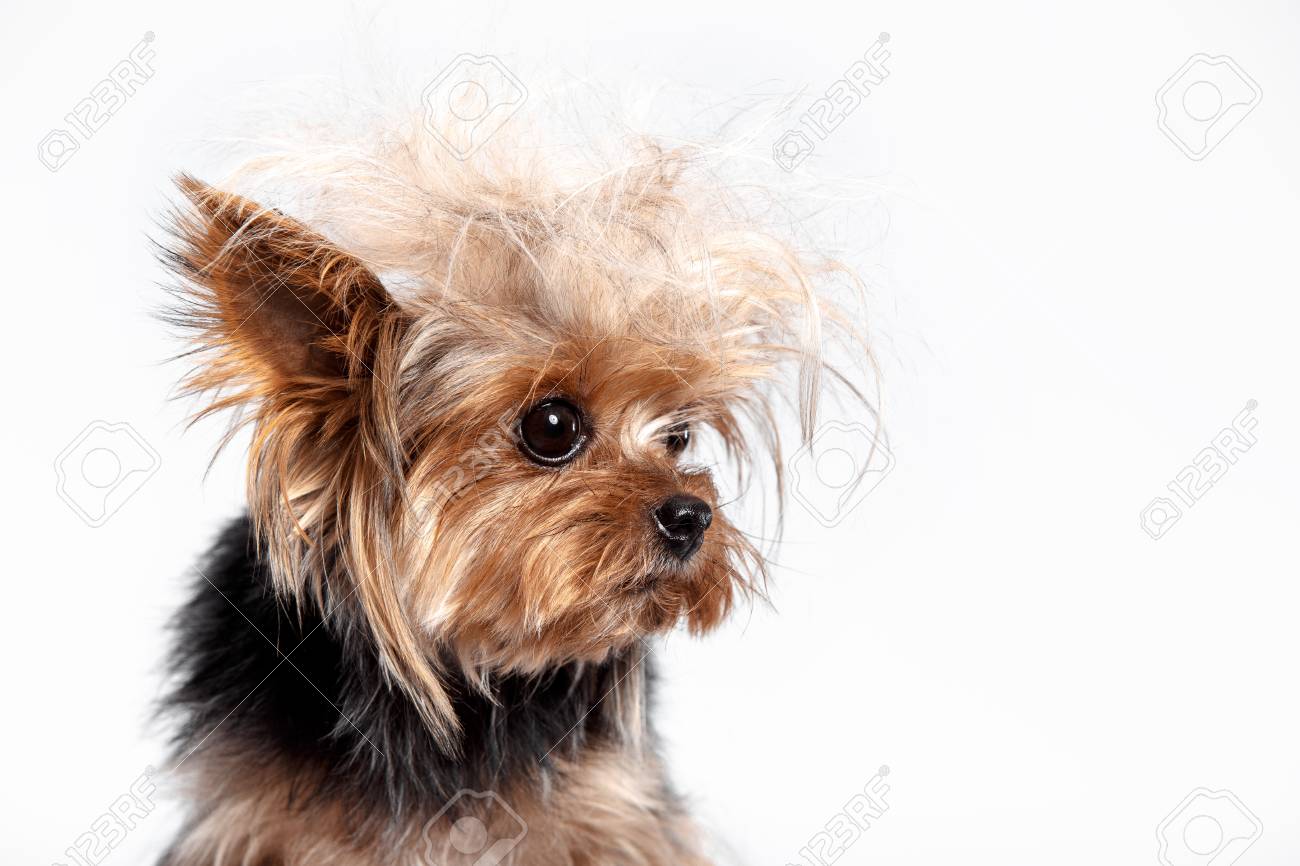 Yorkshire Terrier Mini A Head Shot Against A White Studio Stock