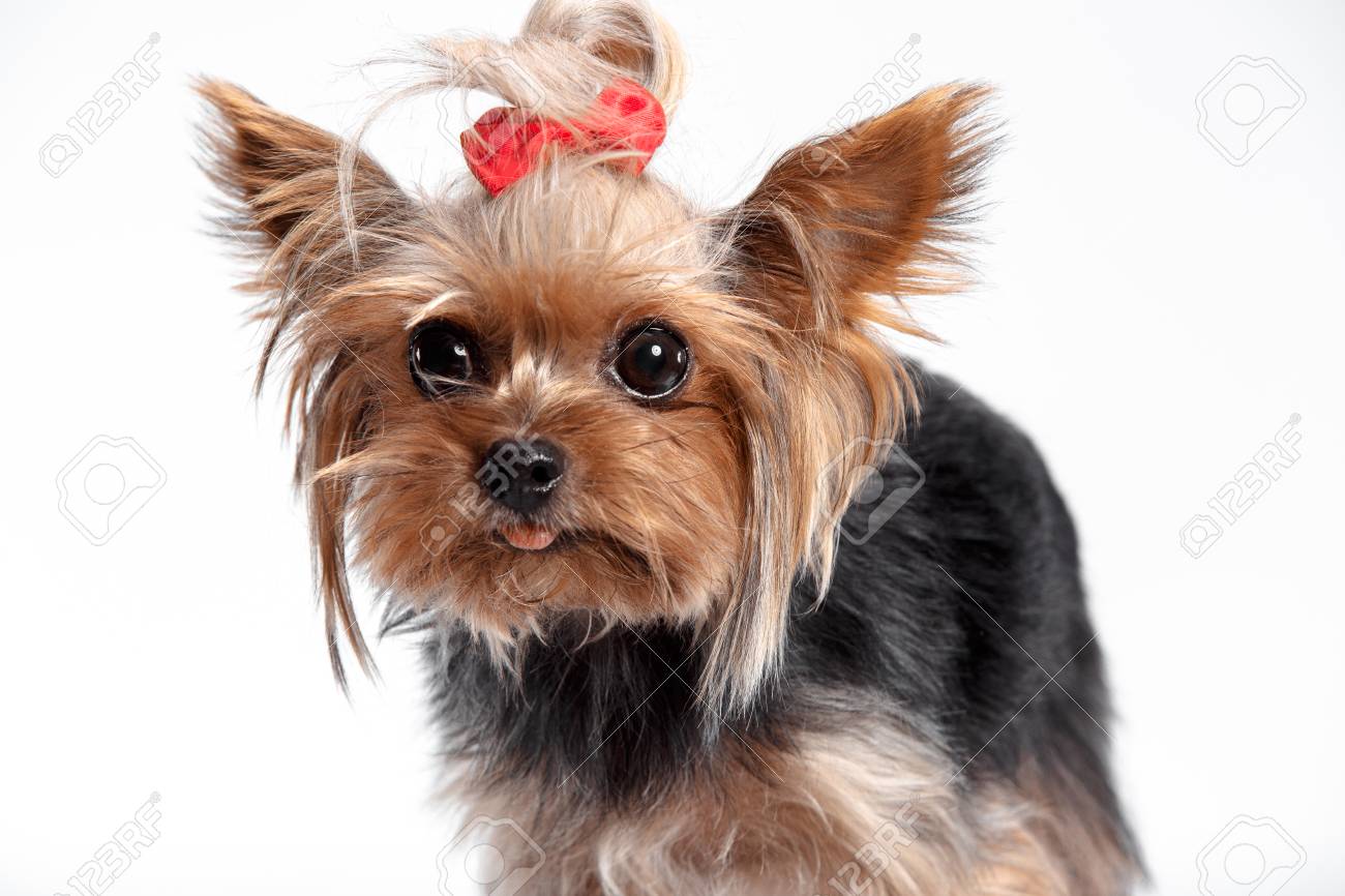 Yorkshire Terrier Mini A Head Shot Against A White Studio Stock