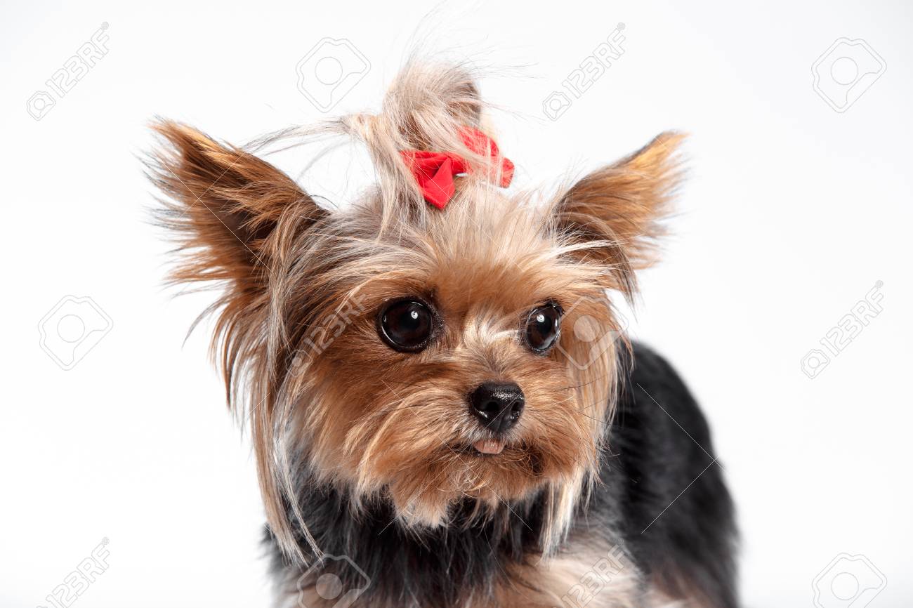 Yorkshire Terrier Mini A Head Shot Against A White Studio Stock