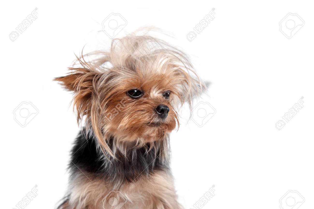 Yorkshire Terrier Mini A Head Shot Against A White Studio Stock