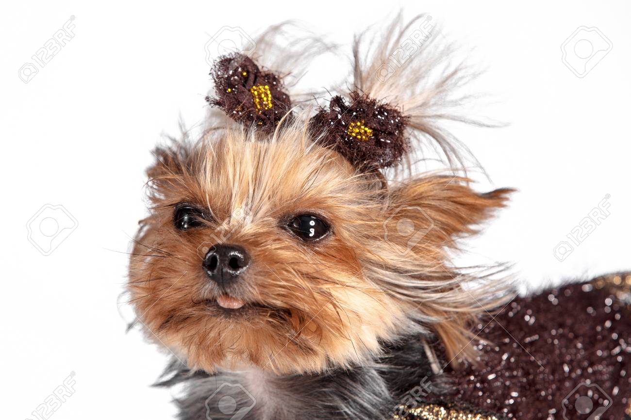 Yorkshire Terrier Mini A Head Shot Against A White Studio Stock