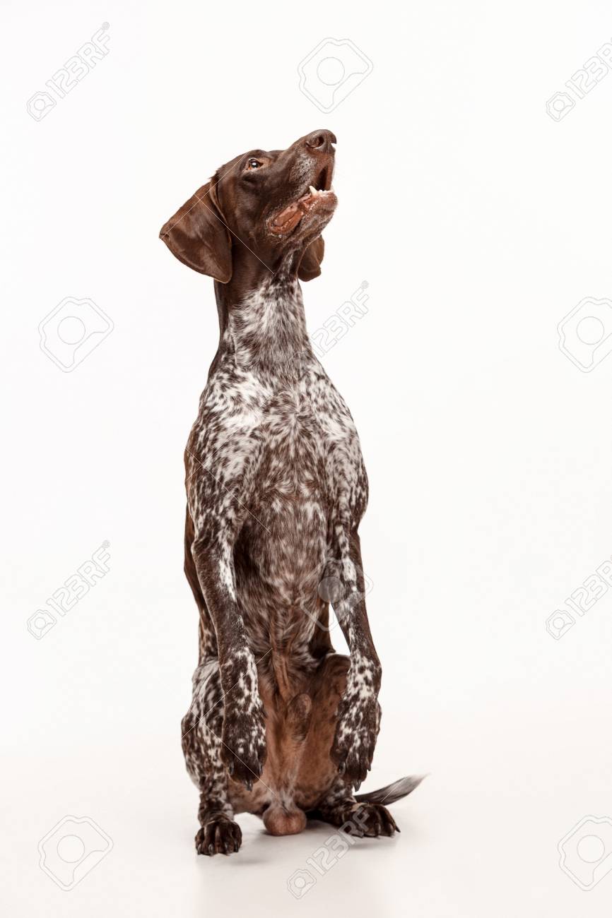 German Shorthaired Pointer Kurzhaar Puppy Dog Isolated On White