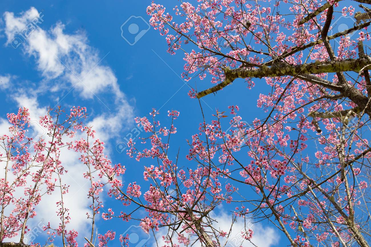 青い空に春に美しい桜さくら の写真素材 画像素材 Image 青い空に春に美しい桜さくら の写真素材 画像素材 Image