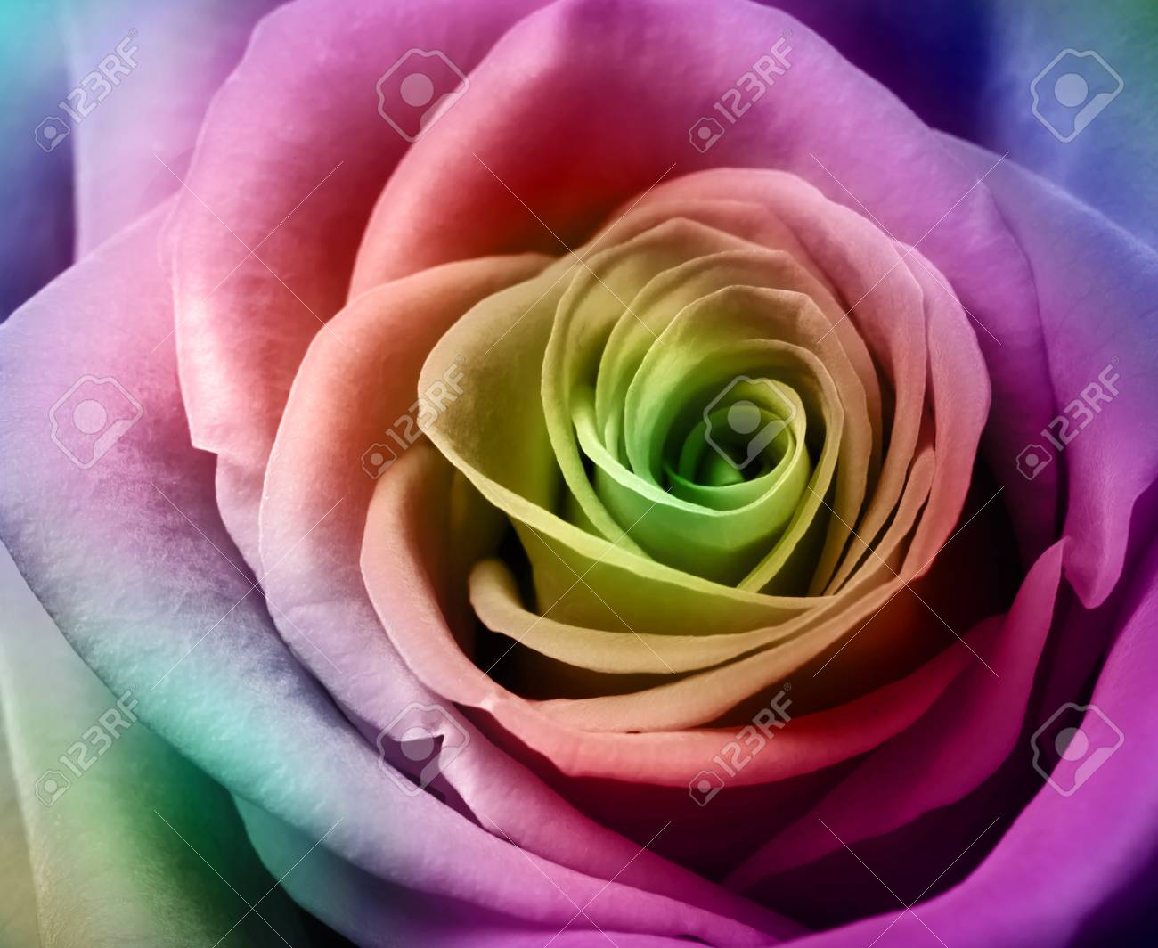 美しいカラフルなバラの画像を閉じる の写真素材 画像素材 Image