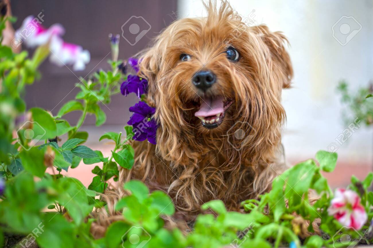 large yorkshire terrier