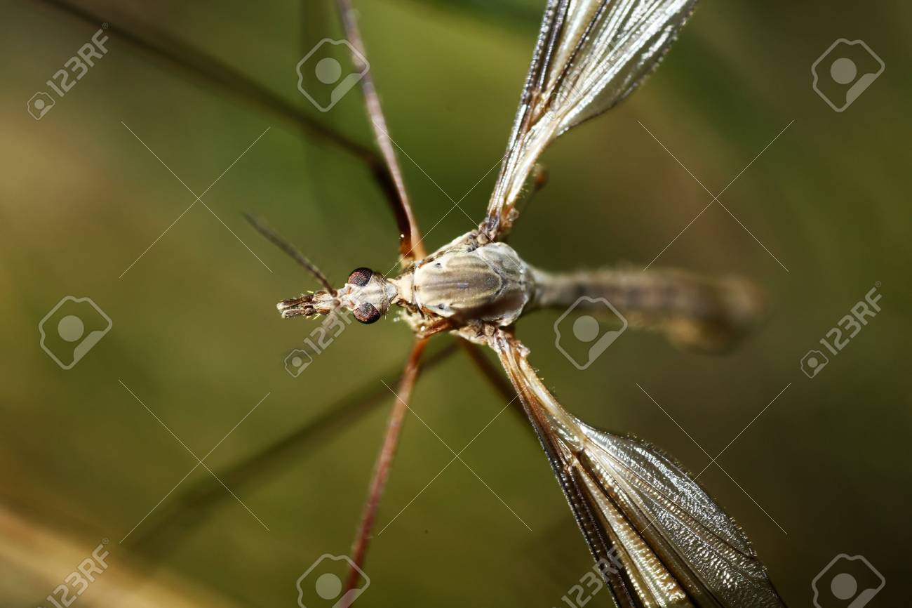 蚊の種類の非常に大きい種のマクロの表示では ガガンボと呼ばれます の写真素材 画像素材 Image