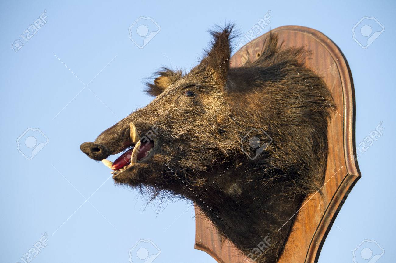 イノシシの剥製