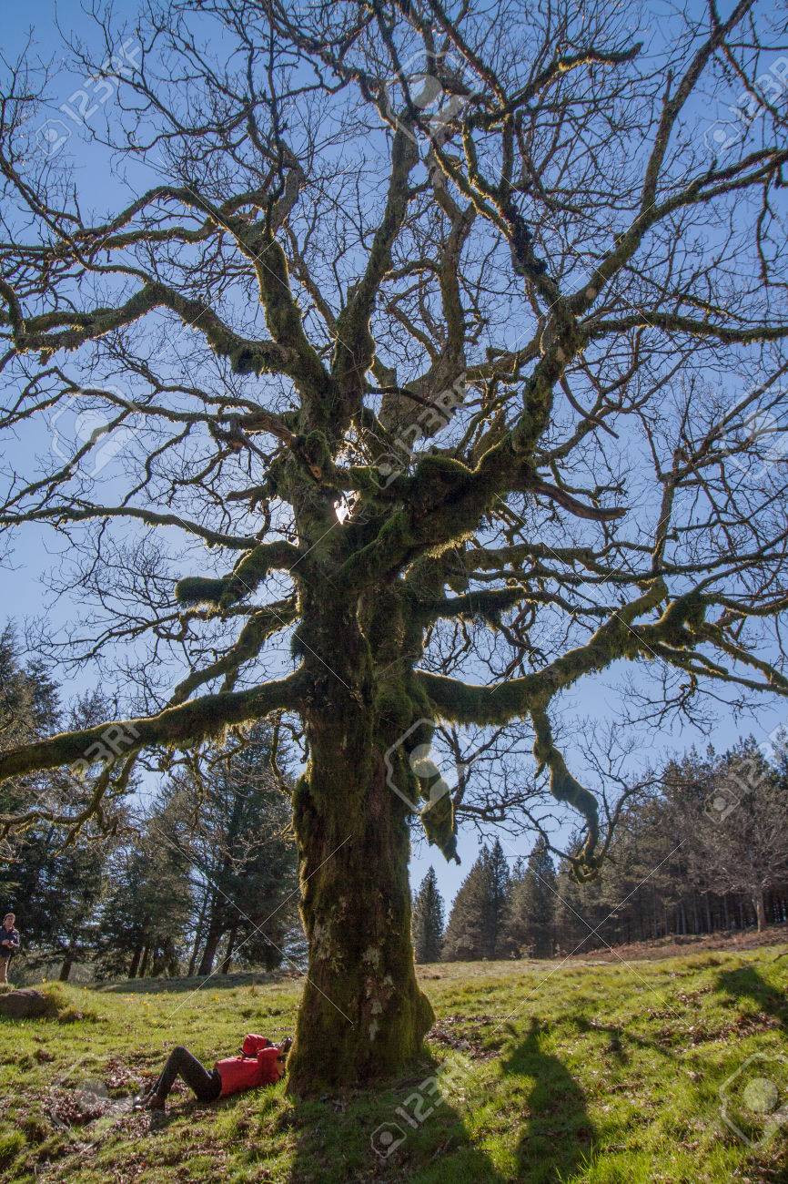 Old Oak Tree In The Cold Season With No Leaves Stock Photo Picture And Royalty Free Image Image 64928589