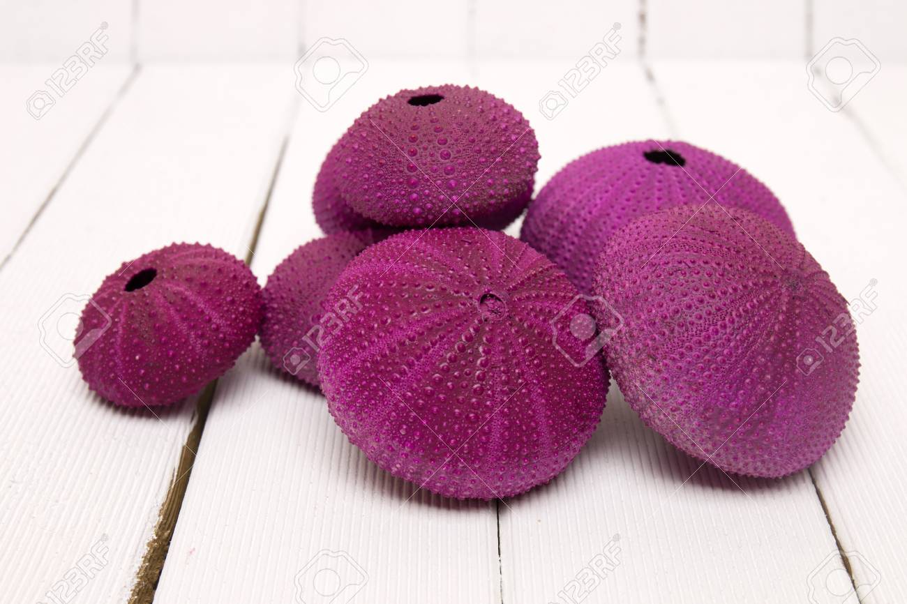 sea urchin stuffed animal